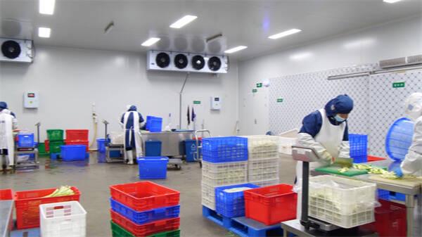 東營市東營區:單日最大產能25-30噸 “凈菜工廠”保障市民“菜籃子”